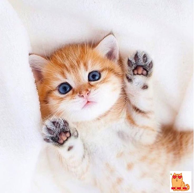 На новый год